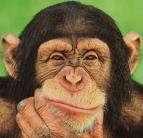 A csimpánzok is fõként jobbkezesek