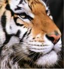 Egyre kisebbek a stressz miatt a bengáli tigrisek