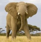 Kenyában kihalhatnak az elefántok?
