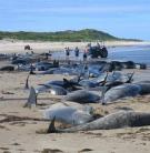 Több mint száz gömbölyûfejû delfin pusztult el Új-Zélandon