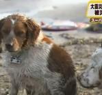Japán- Egy kutya beteg társát õrzi a földrengés után