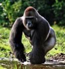 Síkvidéki gorilla populációra bukkantak Kamerunban