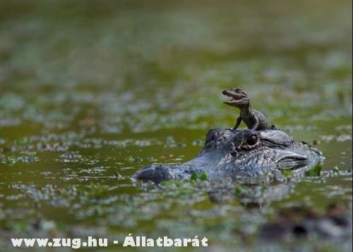 A kis krokodil és az anyukája