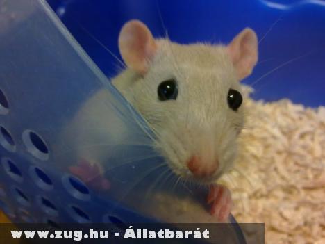 Oroszkék patkány eladó