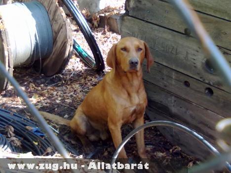 Vizsla jellegû kutyust találtunk!