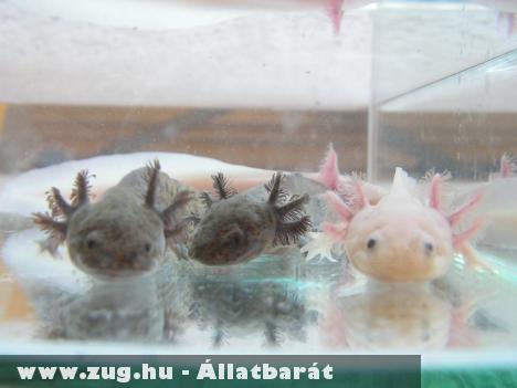 mexikói axolotl
