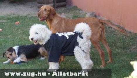 Találtuk ezt a gyönyörûséget