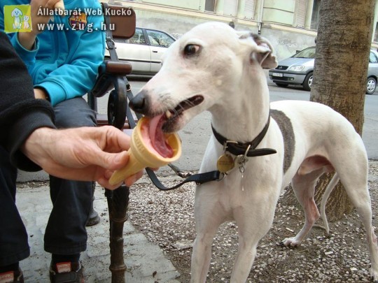 Whippet kan elveszett Újszegeden!