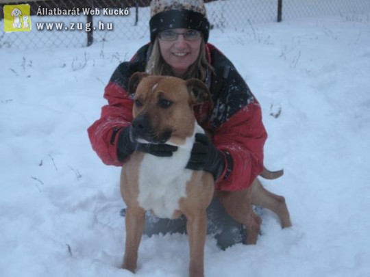 Eladó Tosa-Inu és Amerika Pitbull jellegű keverék kutyám