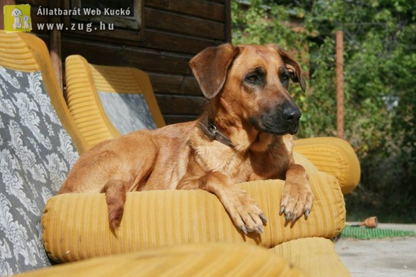 Rhodesian Ridgeback Aprohirdetesek () Rhodesian Ridgeback Aprohirdetesek