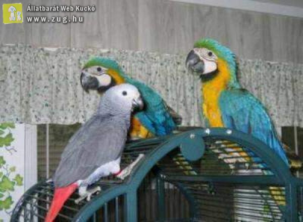 Beszélő és képzett papagájok eladó 