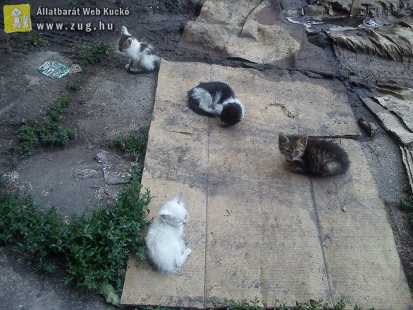 S.O.S. ideiglenes befogadót vagy gazdit kereső cicák