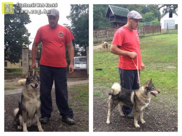 Elveszett Nyugat-szibériai lajka!