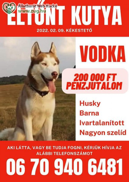 Vodka a Husky  