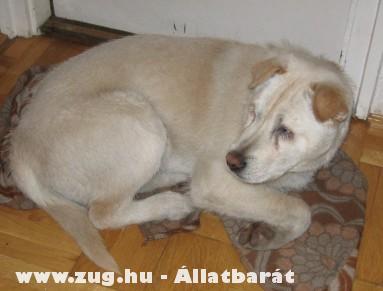 Shar-pei keverék