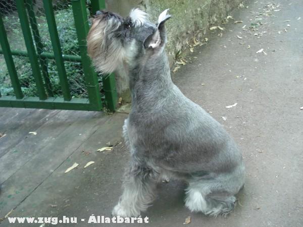 Törpe schnauzer só-bors (szuka)