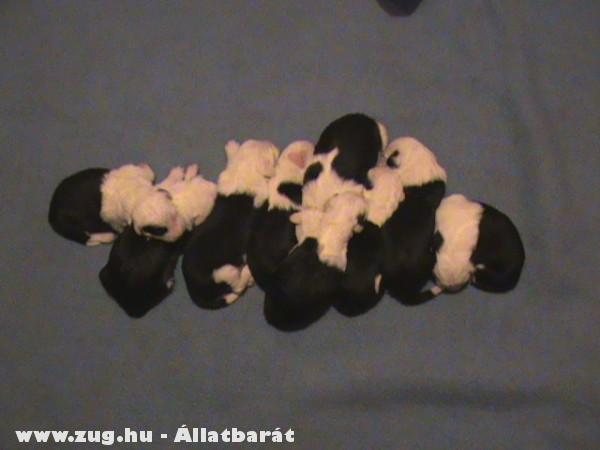Bobtail kiskutya