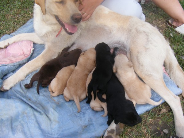 Labrador kiskutyák eladók!