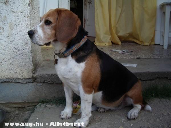 Talált beagle szuka