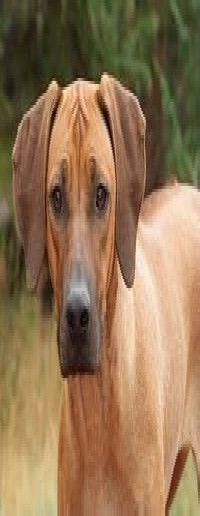 Rodéziai Ridgeback