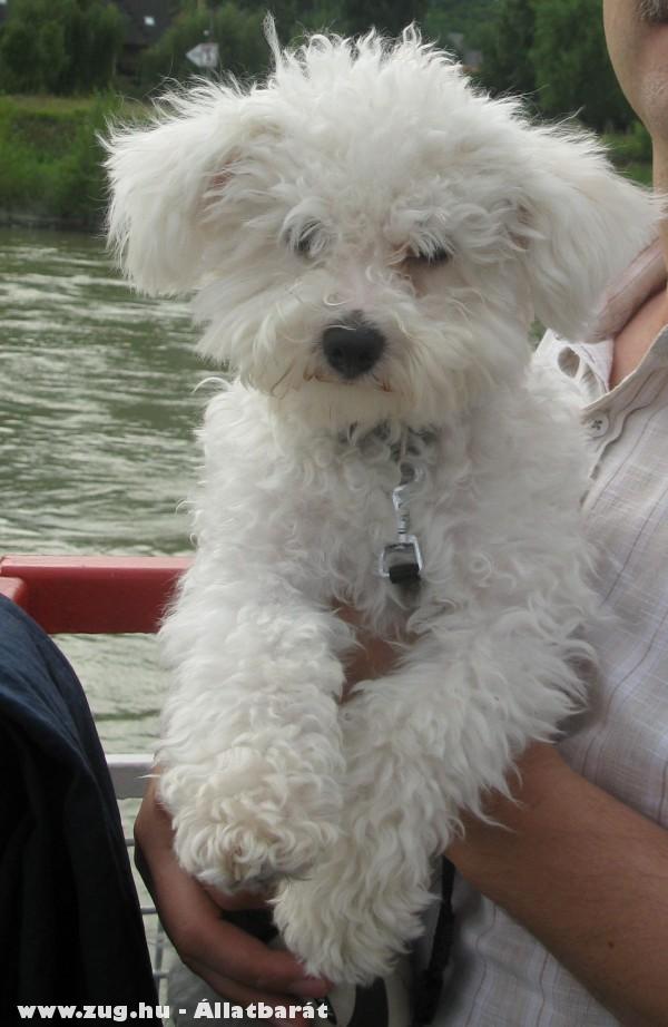 BICHON BOLOGNESE!!!