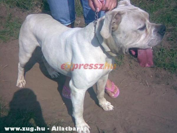 Amerikai Bulldog fedeztetés!