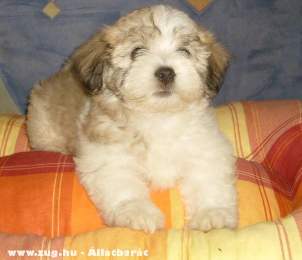 Bichon havanese kislány