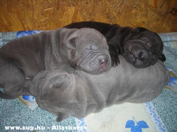 Shar-pei kölykök