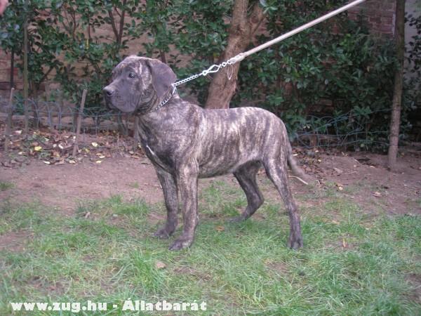 DOGO CANARIO KUTYÁK ELADÓK!!!