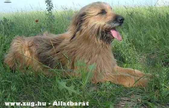 Briard keverék kiskutyák ingyen elvihetõk!