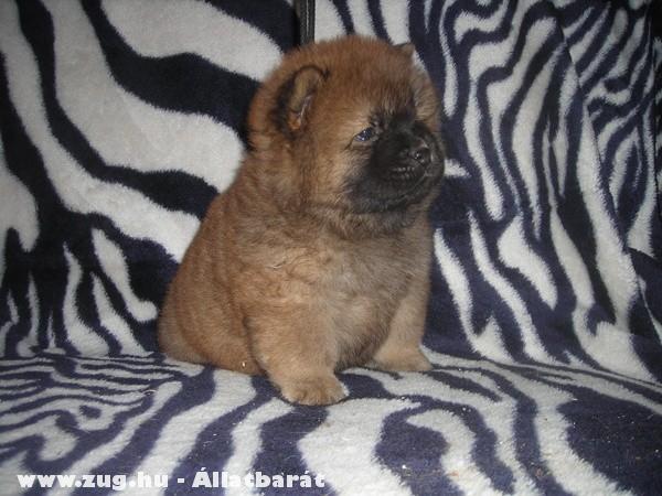 Chow-chow kiskutyák
