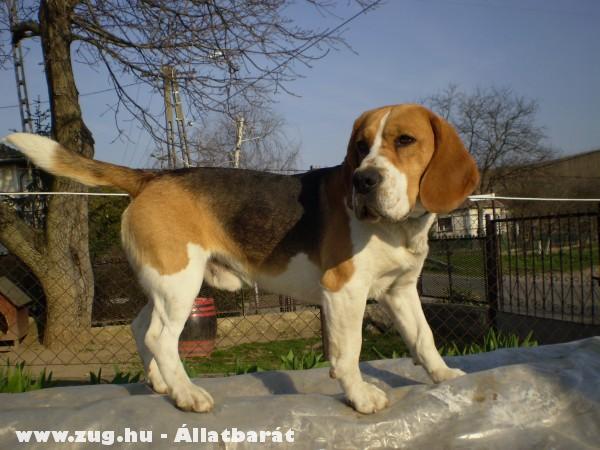 Eltûnt egy Beagle kan kutya Nógrád megyében