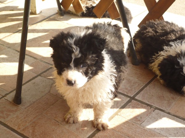 Border collie keverék kiskutya