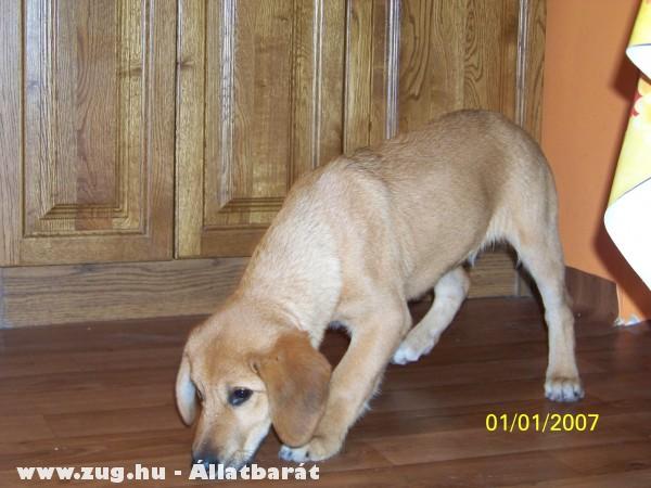 Beagle keverék
