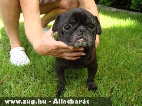 Mopsz vagy francia bulldog