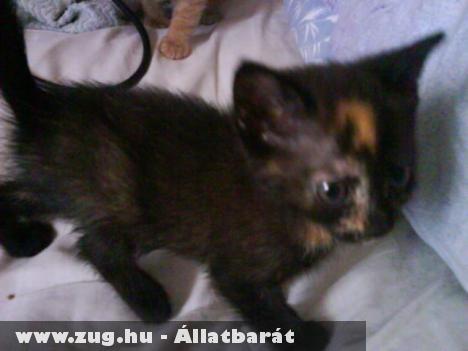Édes kiscica elvihetõ :)