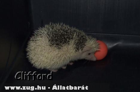 Afrikai fehérhasú törpesün eladó