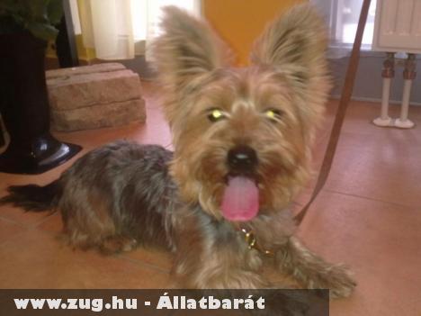 TALÁLT yORKSHIRE TERRIER!!!!