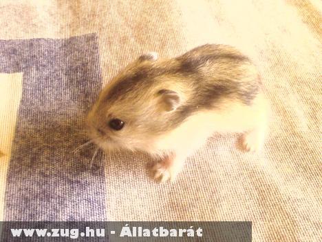 Dszungáriai törpehörcsög eladó