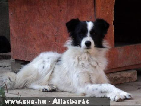 Border collie keverék gazdit keres