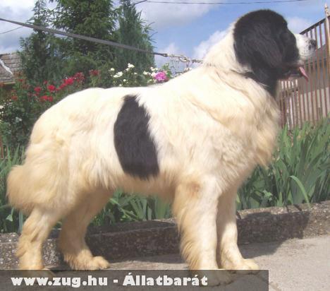 Landseer kölykök, kiskutyák