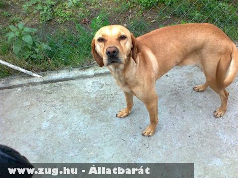 Elveszett vizsla-labrador keverék!