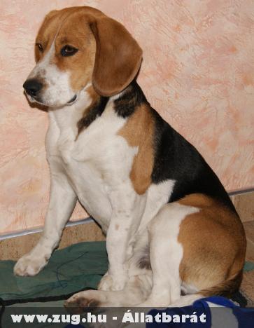 FAJTATISZTA IVARTALANITOTT BEAGLE KAN