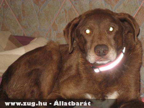 Talált labrador-vizsla keverék!