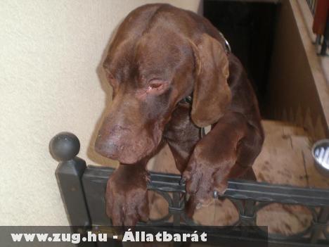 Talált német vizsla!