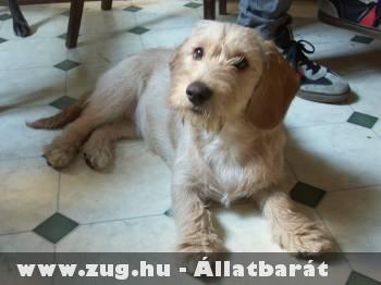 Talált kutyus a VII. kerületben