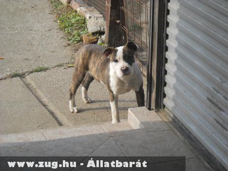 Amerikai Staffordshire terrier 10 hónapos szuka eladó!