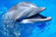 Állati elmék: Ha gyógyítanak a delfinek, vajon gyógyít-e más állat is? 