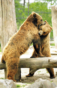 Csak játékból birkóznak a medvék, komoly verekedésre még nem került sor