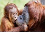 Bajban az orangutánok 
